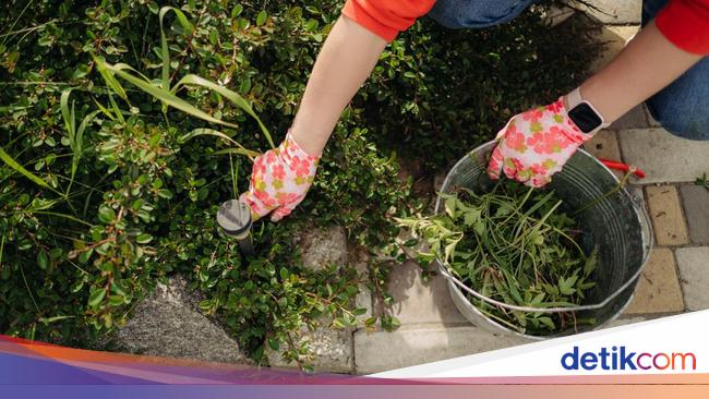 4 Strategi Efektif Menghilangkan Gulma dari Paving Block