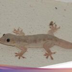 6 Metode Sederhana Mengusir Cicak dengan Bahan-bahan Rumah Tangga yang Mudah Ditemukan