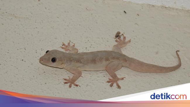 6 Metode Sederhana Mengusir Cicak dengan Bahan-bahan Rumah Tangga yang Mudah Ditemukan