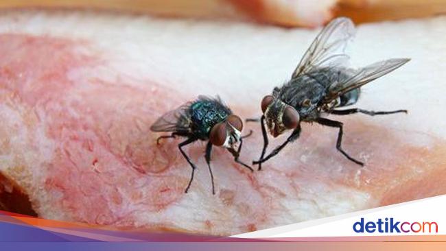 Empat Lokasi Favorit Lalat untuk Bertelur