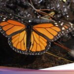 Mungkinkah Kedatangan Tamu di Tandai dengan Kupu-kupu yang Muncul?