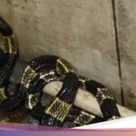 Misteri Kehadiran Ular di dalam Rumah: Penyebab dan Solusi Ampuh