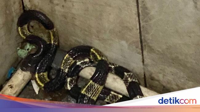 Misteri Kehadiran Ular di dalam Rumah: Penyebab dan Solusi Ampuh